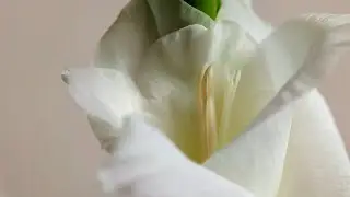 花瓶の花びら