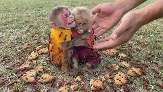 Monkey Moon and Bon Surrounded by Ants, Dad Arrives in Time