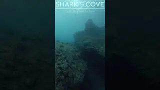 sharks #scubadiving #scubalife #underwater #scubaaddict #travel #scuba #hawaii
