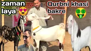 Zaman Goat Farm Visit Latest Update😍19-Feb-2026😱Mandi Say Kam Kimat Mein💥🔥,