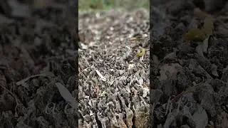 Brazos Bend statepark #texas #travel  #family #2025 #vlog #trending #nature