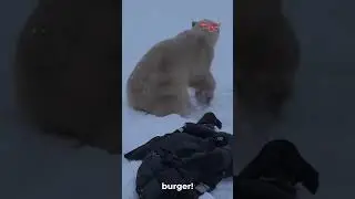 🐻 Встречи с медведями: захватывающие нападения, заснятые на камеру!