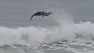 Bells Beach surfers April 19th, 2025.