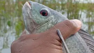 Mancing WGM Terbaru || KARAMBA  PENUH BABON ⁉️ PANEN BABON‼️ #fishing #mancingdiwaduk #mancing #wgm 