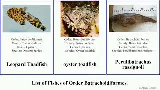 Fishes of Order Batrachoidiformes toadfish Aphos Amphichthys Batrachomoeus Daector Sanopus
