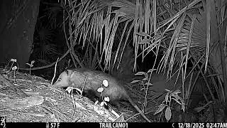 Opossum - OwlWatch Woods Video