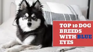 Top 10 Dog Breeds With Blue Eyes | Top Dogs Breed Blue Eyes | Best Dogs In the World