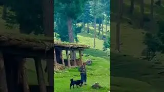 kashmir... ❤#shorts #kashmirnature #meresathmai #nature #miniswitzerlandinindia #nicesong #fanaasong