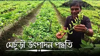 মেঁচুড়ী উৎপাদন পদ্ধতি | Indian Spinach Flower Production Method @swapanagro 