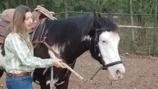 How to start ground driving your horse with a bitless bridle and Western saddle