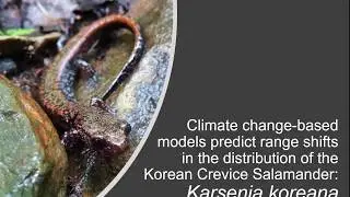 Climate change and the Korean Crevice Salamander