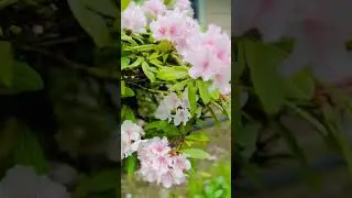 Amazing Spring blooms #nature #music #relaxingmusic #seattle #flowers #usa #springseason #trending