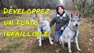 Recherche utilitaire / Mantrailing avec notre chien-loup Oural - L'Orée du Loup