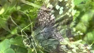 Kleiner W&uuml;rfel-Dickkopffalter (Pyrgus malvae)