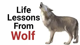 Character of Wolves | Good side of Wolf | Life lesson from Wolves | Lead International