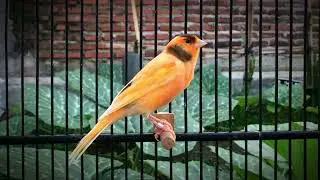 The most PLEASANT Canary training song‼️Belgian Canary Singing