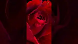 Red Rose Blooming | Flower Blossom 4k | Time Lapse