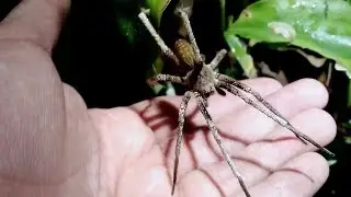 Brazilian wandering spider (Ctenidae, Ctenus sp.)