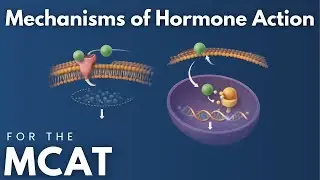 Механизмы действия гормонов в рамках подготовки к экзамену MCAT: объяснение за 5 минут