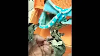 tame flying baby squirrel🐿 #shorts