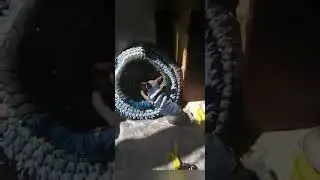 Чудо чудное.   😀🐆 3.05.20