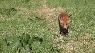 Rävungar vid kanten av ett rapsfält, 2018-06-03