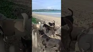 Stray dogs on the beach only gather at meal times. #shorts #dog #beach