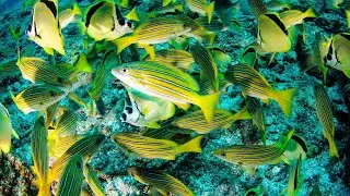 Colorful Pet Fishes For Home Aquarium | The Pets Universe #Shorts