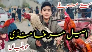 Aseel murga mandi visit vlog Havelian😍 || Cheapest price