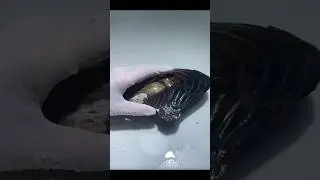 #pearl #oyster pearls #picking pearls #hunting pearls #shorts #viral #trending @JhinukMukta123
