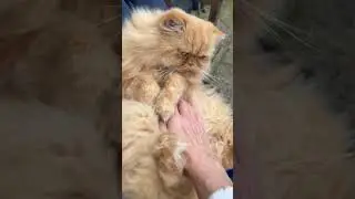#warmhugs #catsofyoutube #fyp #fluffykitty #orangecatbehavior