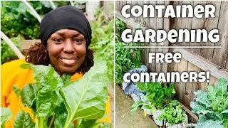 Container Gardening Update + Tips on Free Containers!