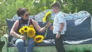 Wickham Farms 'Sunflower Spectacular' is in full bloom