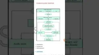 Stages in sludge digestion