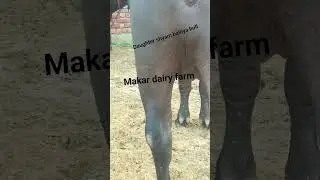 makar dairy farm #sorts #trending #vairalsong #5star #murrah #buffalo #daughter #shyam #balkiya