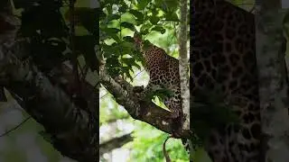 Capturing Leopard at Kabini Tiger Reserve #wildlife