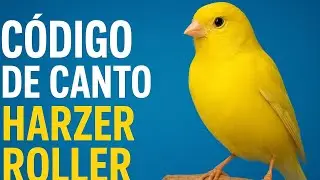 C&oacute;digo de canto, del canario Harzer Roller.