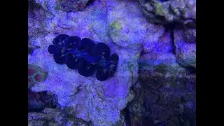 Unboxing! Lieferung von CoralClam 🤩 Tridacna Riesenmuscheln
