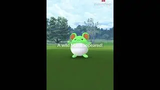 Shiny Marill First Encounter! Pokemon Go Marill Research