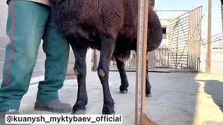 milion qochqar 204 kl