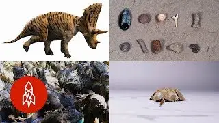 Dig Into These Six Prehistoric Stories