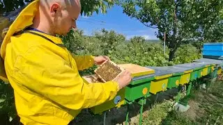 Creșterea reginelor , primele mătci împerecheate pe 2025