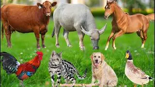 Farm Animal Habitats: Cow, Elephant, Horse, Dog, Chicken, Cat, Sheep &ndash; Animal Sounds