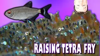 Raising Tetra Fry from Eggs So Easy! Red Eye Tetra