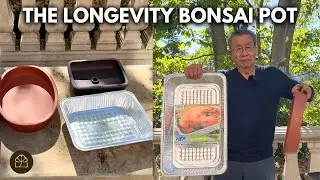 How to Keep Your Bonsai Hydrated While on Vacation!