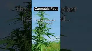 ENTHEOGEN AWARENESS | FACTS ABOUT CANNABIS, PSILOCYBIN, DMT, and MORE!!