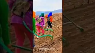 Workers group of using farming tools to prepare the field