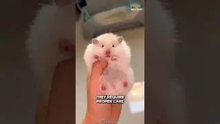 Хомяки | Замечательные ли домашние животные?