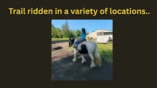 🦄 The Ultimate Unicorn &ndash; A Once-in-a-Lifetime Gypsy Vanner Gelding 🦄