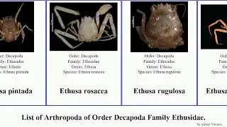 List of Arthropoda of Order Decapoda Family Ethusidae. ethusa ethusina rosacea brucei orientalis